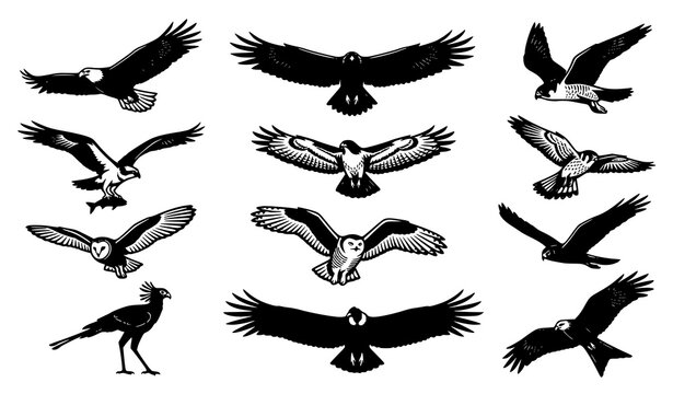 Birds of Prey and Raptors Vector Icon Set with Eagle, Hawk, Falcon, Osprey, and Owl Graphic Silhouette Illustrations