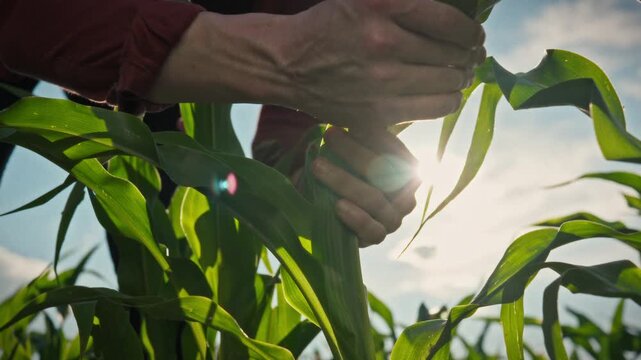 A farmer bends over green corn leaves, carefully examining their structure in an open field under bright sunlight. Concept of agronomic control and crop growth monitoring