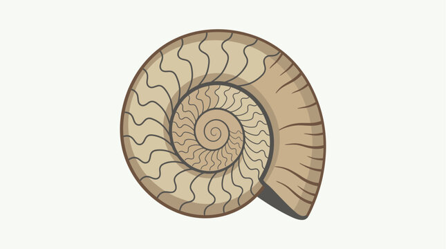 Illustration of a spiral ammonite fossil showcasing a Fibonacci sequence pattern