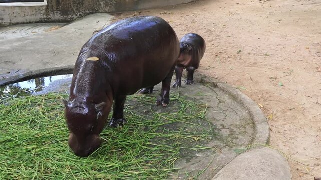 Footage of an adorable almost 3 months old baby Pygmy Hippo mimicking her mother to chew grasses