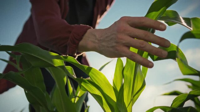 A farmer in a corn field under bright sunlight bends to closely inspect the leaves, assessing plant health during a routine field survey as part of precision agriculture and agronomic monitoring