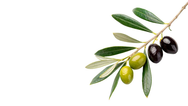 Fresh green and black olives on a leafy branch isolated on transparent background cut out