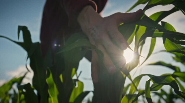 A farmer's hand slowly touches corn leaves as he walks through a field. The bright sun shines through the green leaves. Conceptually, this image depicts caring for plants and connecting with the earth