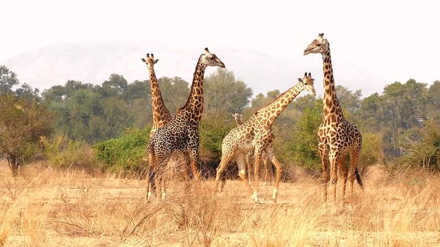 several Masai giraffes, Giraffa camelopardalis tippelskirchi, together in savannah 175 
