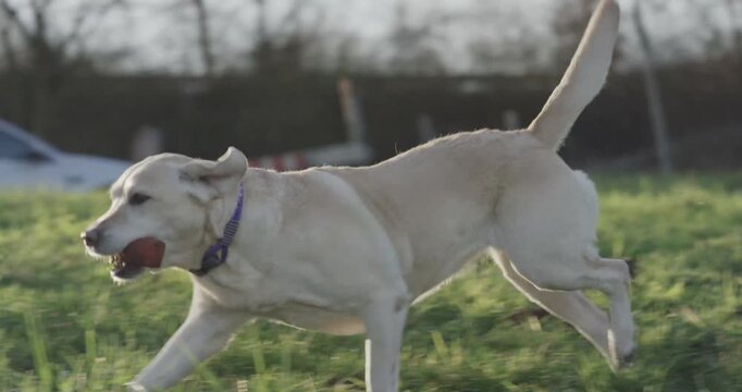 A yellow labrador dog running and jumping across a field carrying a ball in its mouth