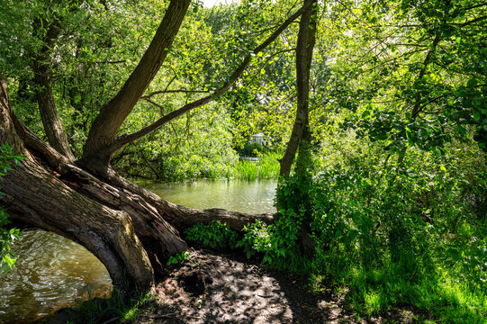 Ribe, Denmark. Mature trees, calm water and dense riverside vegetation create a natural landscape in the heart of the historic town