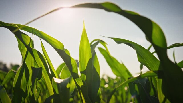 A medium shot of an open field - a smooth camera movement over young, vibrant corn leaves on a sunny day. Conceptualizing agriculture and food production