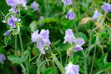 Delicate lilac or mauve coloured Sweet Pea flowers in full bloom against green foliage. Annual climbing plant. Sunny summer day outdoors © Laurence