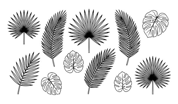 Tropical Palm Fan Leaves and Monstera Leaf Collection Hand Drawn Botanical Outline Illustration Set
