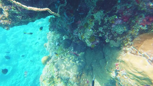 Coral Reef Wall Drop-Off Slow Motion, Flores Sea, Indonesia