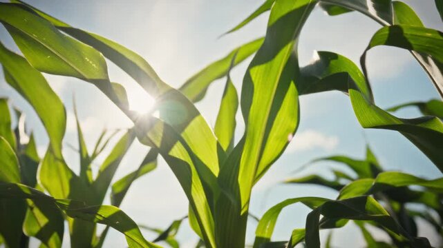 A smooth camera movement over corn leaves and ears against a blue sky and bright afternoon sun. The green texture of the field fills the frame. Conceptually for rural land and grain cultivation