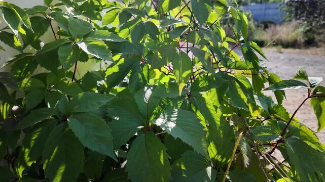 A frame of 4K 24fps video with Motion Blur captures backlit Virginia creeper leaves swirling in a powerful breeze. The green and reddish leaves are motion-streaked under warm sun, 