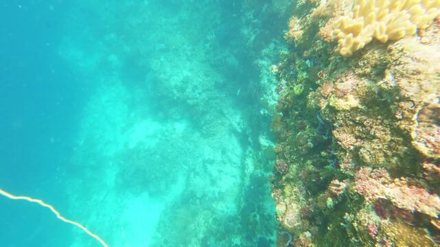 Coral Reef Wall Drop-Off Slow Motion, Flores Sea, Indonesia