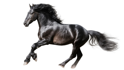 Isolated majestic black Friesian horse galloping with flowing mane and tail, powerful and elegant. © Conor