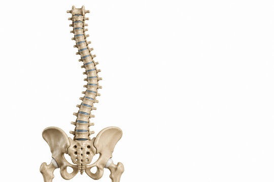 A detailed anatomical illustration of the human spine and pelvis against a white background.