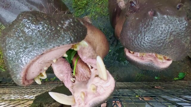 Pygmy Hippopotamus Being Fed, Open Mouth, Slow Motion, Indonesia