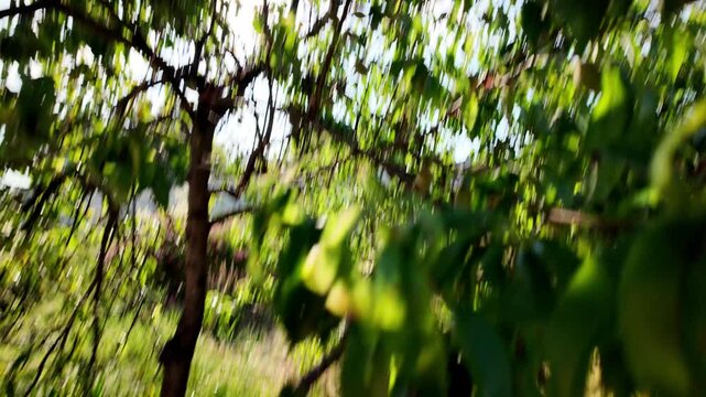 A detailed close-up shot of a summer fruit tree branch featuring vibrant green, slightly curled leaves and a small unripe peach under bright sunlight. Captured in rich 4K, 24fps with Motion Blur.