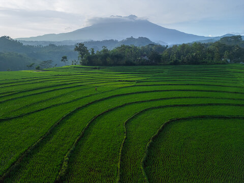 Aerial view of lush green rice terraces with a distant mountain under a soft sky in Sragen Regency, Central Java, Indonesia.