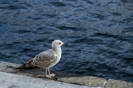 Seagull standing on a stone pier by the sea water surface on a cloudy day. Marine bird close up profile against dark blue wavy Bosphorus strait ripples, rainy spring weather, Istanbul, Turkey.