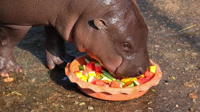 Footage of an adorable 6 months old Pygmy Hippo calf having diced fruits and veggies for breakfast
