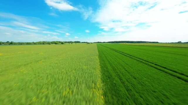 A fastpaced cinematic aerial shot using an FPV drone flying low over vibrant green wheat fields under a blue sky. Ideal for sustainability and ecofriendly agriculture concepts.