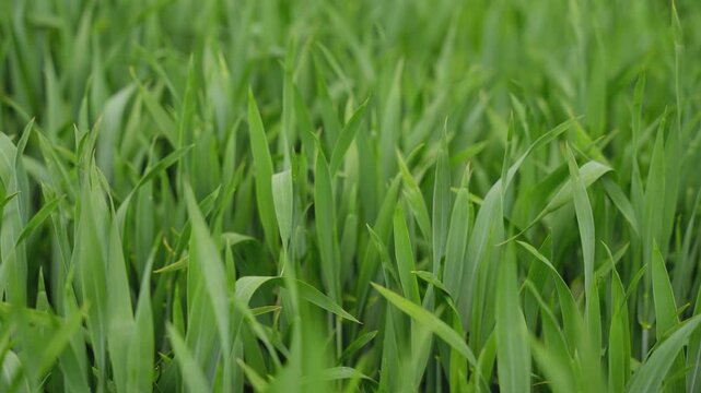 A cinematic closeup of vibrant green wheat sprouts in a field. Perfect for themes of sustainability, organic farming, and spring growth.