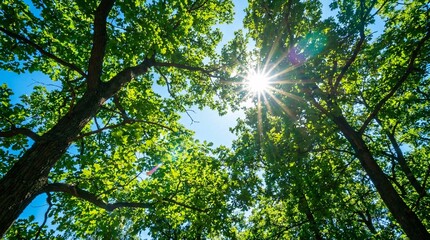 Fototapeta premium Looking up through a lush canopy of vibrant emerald green oak leaves against a brilliant azure summer sky with a very dazzling sunburst.