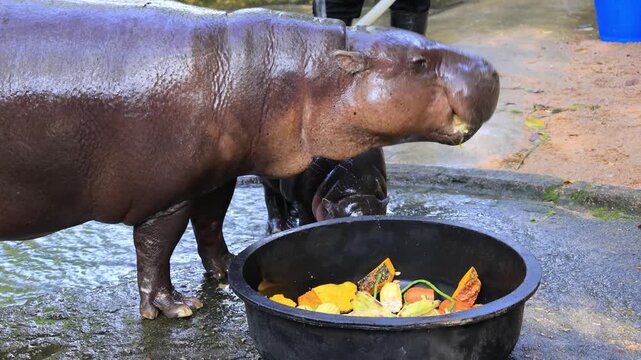 Footage of mommy Pygmy Hippo enjoying breakfast while her adorable baby having morning shower