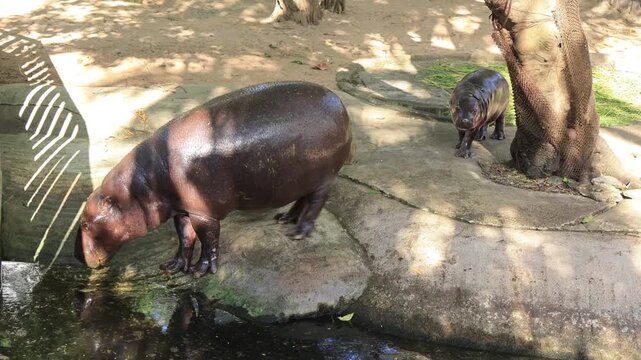 Footage of an adorable 3 months old baby Pygmy Hippo following her mother all the time