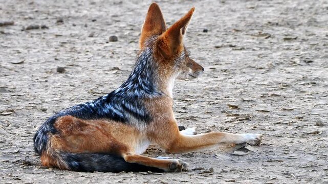 black backed jackal, Canis mesomelas, watches attentively 141
