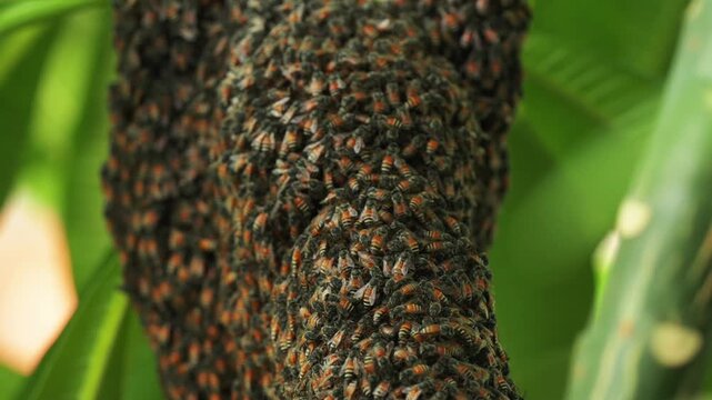 Large Swarm of Honey Bees Nesting on a Tree Branch