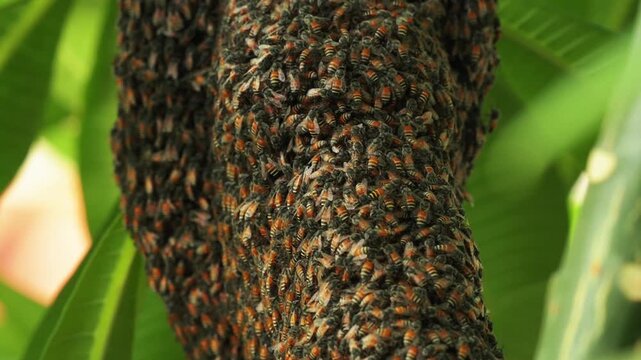 Large Swarm of Honey Bees Nesting on a Tree Branch