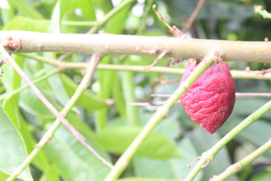 Phaleria macrocarpa, buah mahkota dewa, God's crown, pau flowering plant