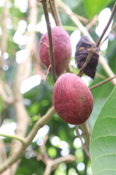 Phaleria macrocarpa, buah mahkota dewa, God's crown, pau flowering plant