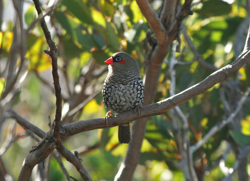 Red-eared Firetail (Stagonopleura oculata) Perched on Coastal Shrub at Lucky Bay, Cape Le Grand National Park, Western Australia