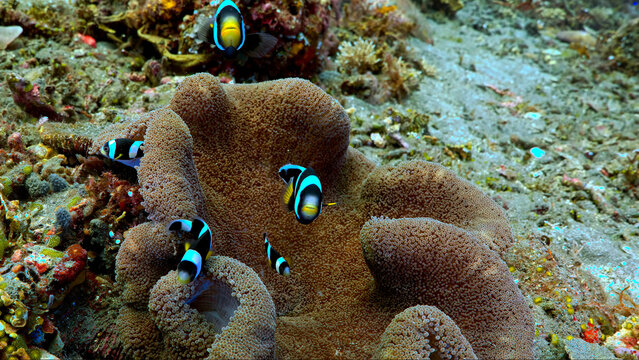 A group of black and white clownfish living within the shelter of a large sea anemone.