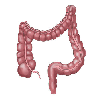 Human Large Intestine Anatomy and Colon Illustration
