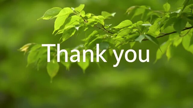 Thank you text animation over a blurred background of green leaves