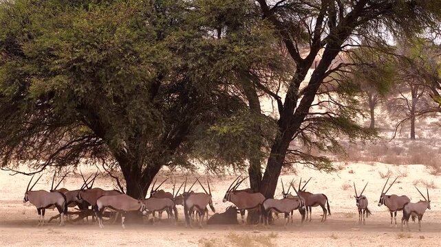 oryx, Oryx gazella, resting in shadow of camelthorn tree 535 
