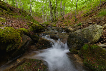 Fototapeta premium Mountain stream in a lush beech forest of Sierra de la Demanda, Ezcaray, La Rioja, Spain.