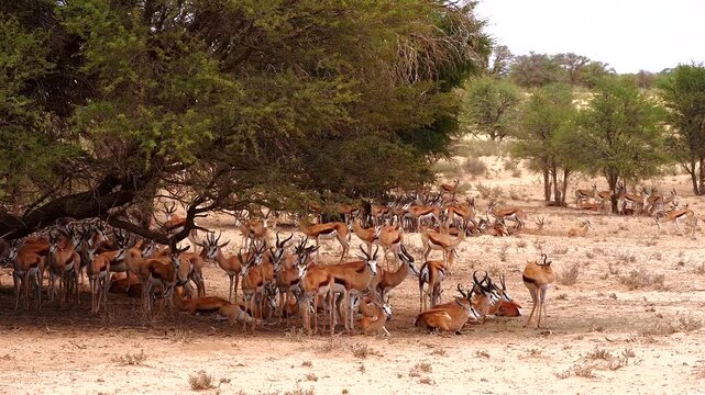 herd of springbok, Antidorcas marsupialis, resting under camelthorn trees 026