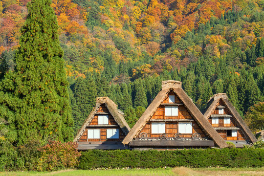 岐阜_紅葉する白川郷合掌集落