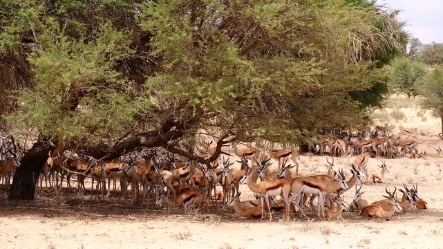 herd of springbok, Antidorcas marsupialis, resting under camelthorn tree 028   
