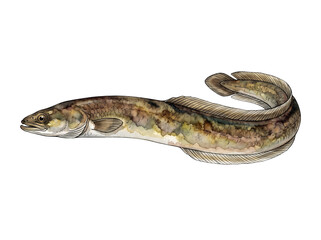 Obraz premium Burbot Freshwater Fish Illustration - Transparent Background