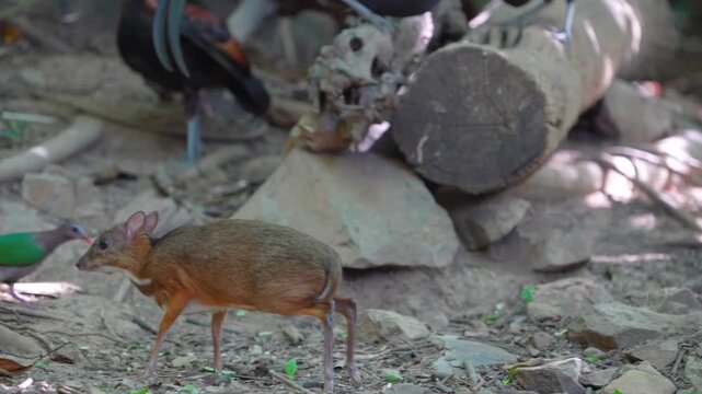 Lesser mouse-deer (Tragulus kanchil ) forage on the ground in the forest.
