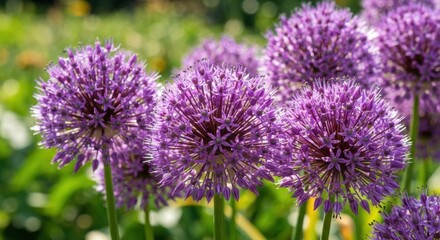 Obraz premium Close-up of vibrant purple allium flowers in a garden setting