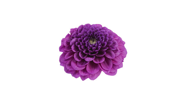 紫色のダリアの花