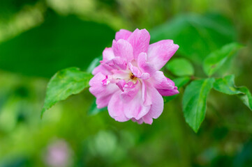 Fototapeta premium A vibrant pink rose in full bloom, captured against a beautifully blurred background of lush green leaves