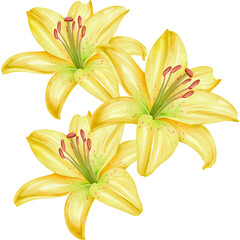 Obraz premium Watercolor Yellow Lily Flowers