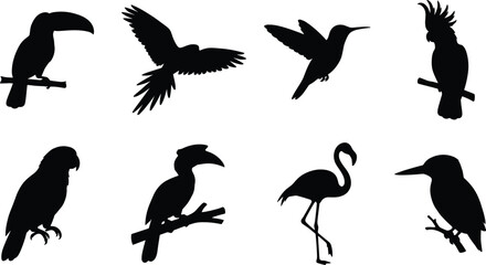 Exotic Bird Silhouette Collection with Tropical Flying and Perched Wildlife Isolated on White Background © bri